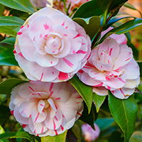 Japanese Camelia